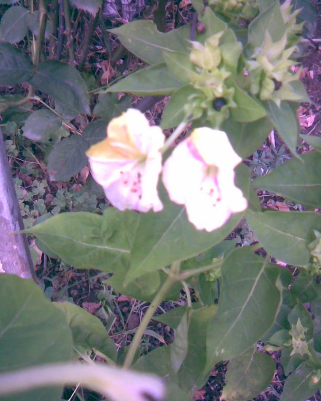 Name:  akam sefasi.jpg
Views: 379
Size:  66.8 KB