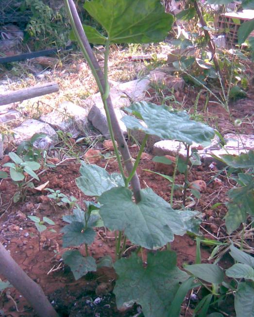 Name:  lif kabak..jpg
Views: 808
Size:  76.3 KB