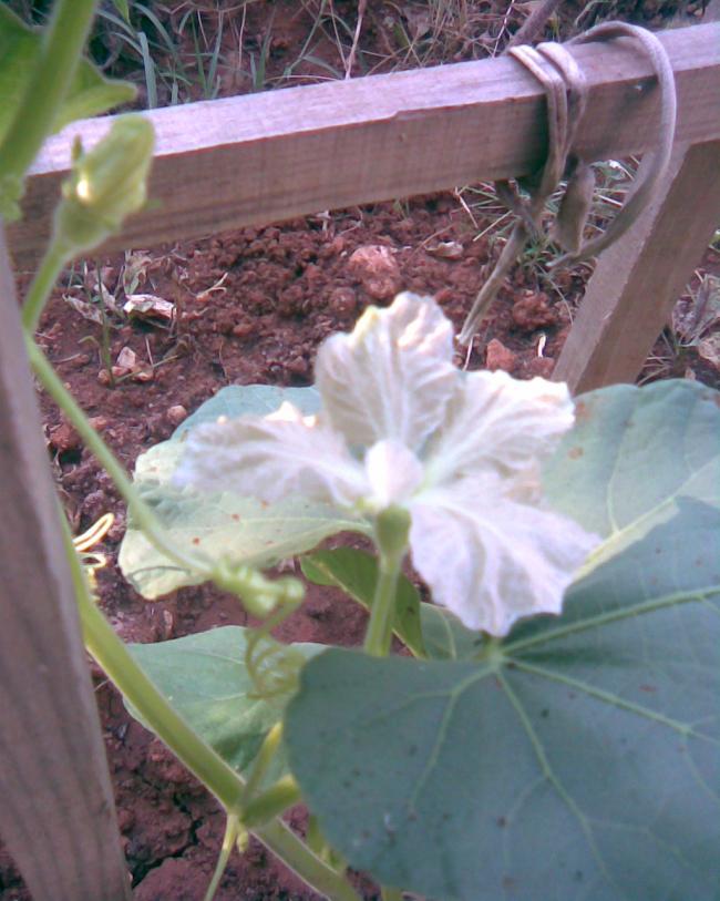 Name:  su kaba iei.jpg
Views: 901
Size:  67.8 KB