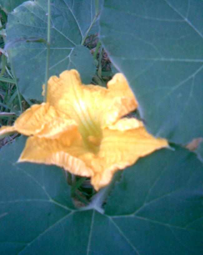 Name:  kabak iei.jpg
Views: 721
Size:  48.2 KB