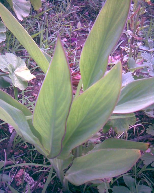 Name:  canna sanrm.jpg
Views: 712
Size:  72.0 KB