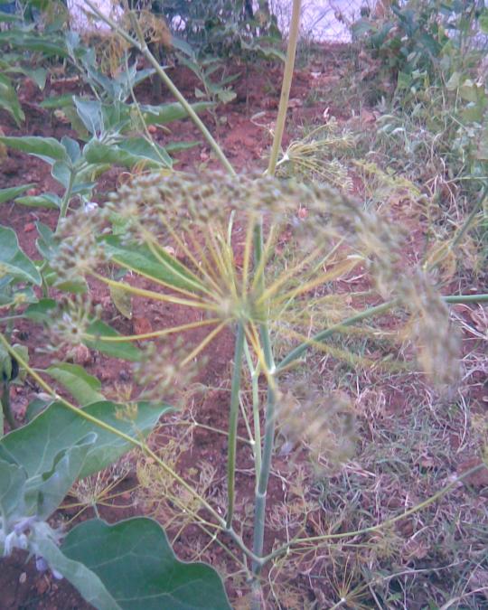 Name:  dereotu tohum.jpg
Views: 697
Size:  75.6 KB