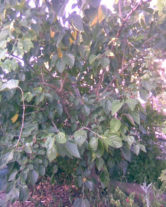 Name:  dut.jpg
Views: 776
Size:  76.8 KB