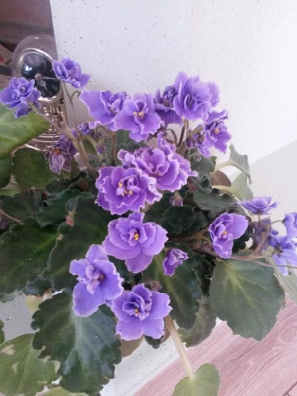 Name:  20150726_175355_resized.jpg
Views: 797
Size:  61.4 KB