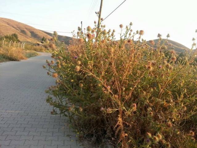 Name:  11705380_10153515326773415_3936561533437705507_n-640x640.jpg
Views: 414
Size:  57.7 KB