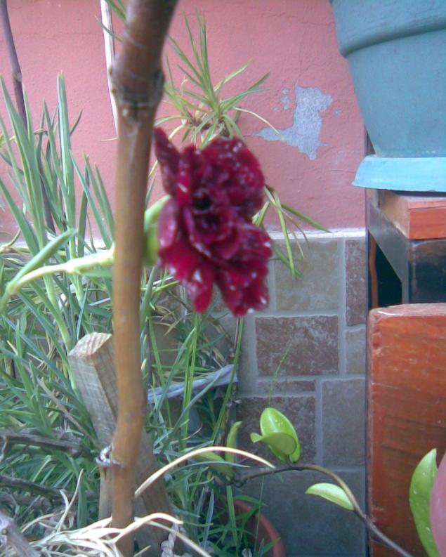 Name:  bordo karanfil.jpg
Views: 645
Size:  70.7 KB