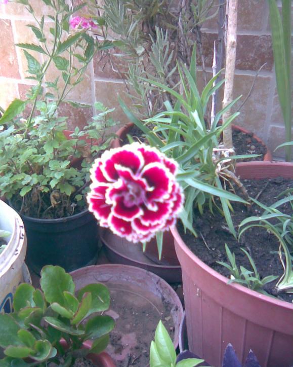 Name:  bordolu karanfil.jpg
Views: 653
Size:  73.9 KB