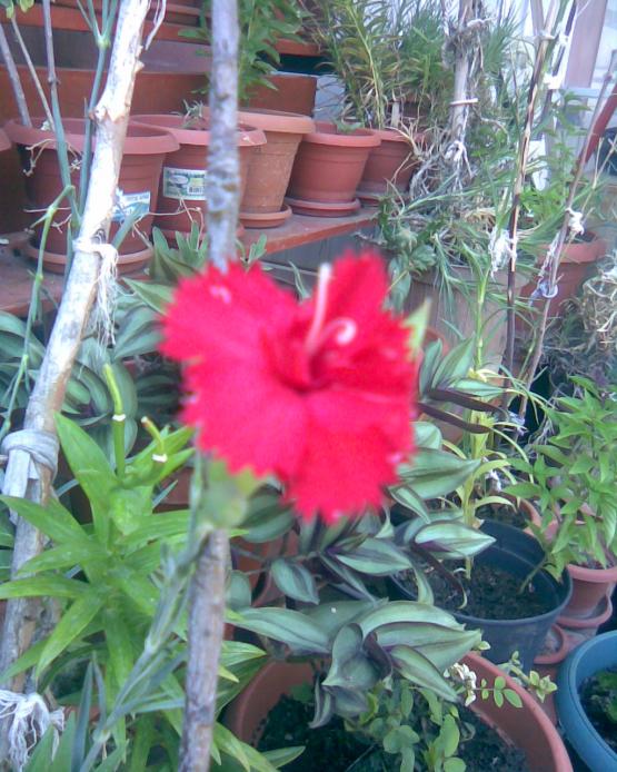 Name:  krmz karanfil.jpg
Views: 671
Size:  75.2 KB