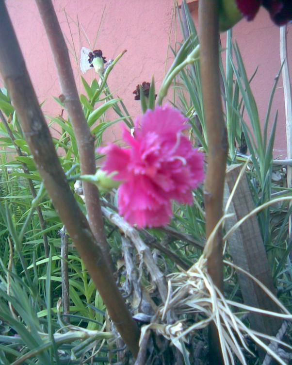 Name:  pembemsi karanfil.jpg
Views: 673
Size:  72.2 KB