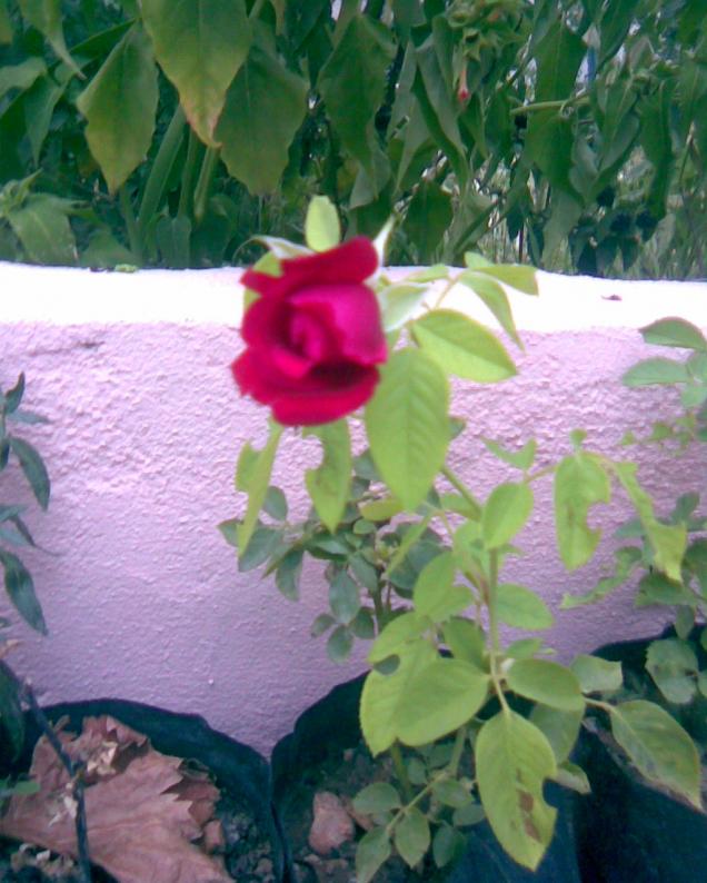 Name:  k.gl.jpg
Views: 664
Size:  70.8 KB