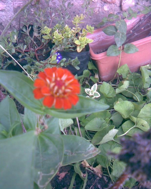 Name:  k.2.jpg
Views: 606
Size:  72.0 KB