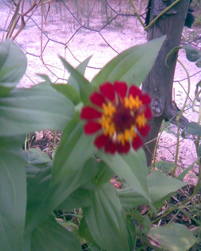 Name:  kirli hanm..jpg
Views: 668
Size:  69.7 KB
