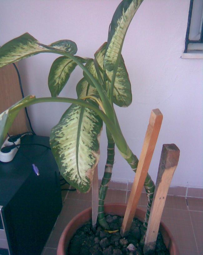 Name:  difenbahya.jpg
Views: 701
Size:  51.8 KB