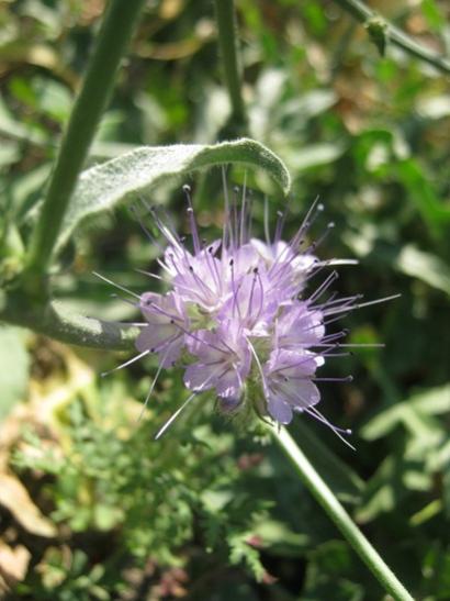 Name:  fazelya1.jpg
Views: 773
Size:  34.9 KB