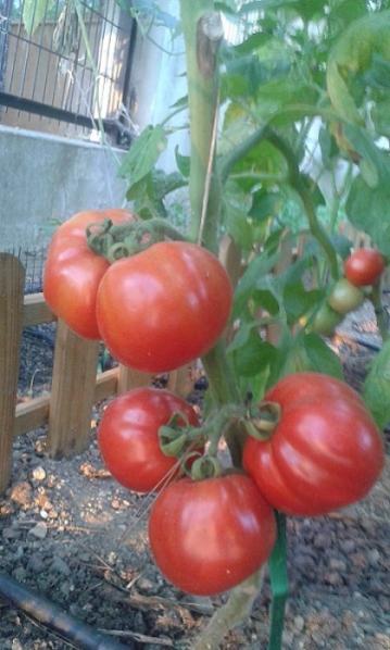 Name:  20150729_194538.jpg
Views: 559
Size:  36.5 KB