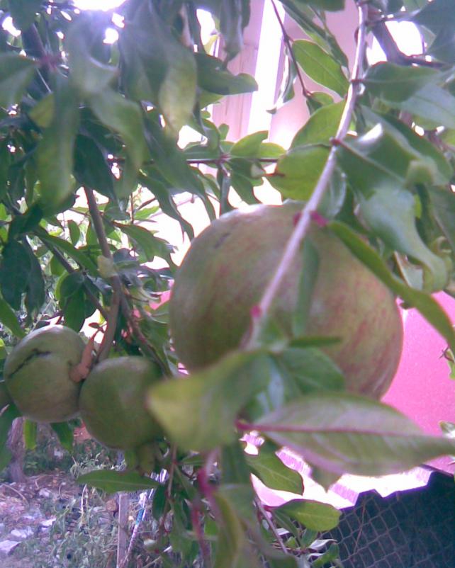 Name:  narlar geliiyor.jpg
Views: 603
Size:  70.7 KB