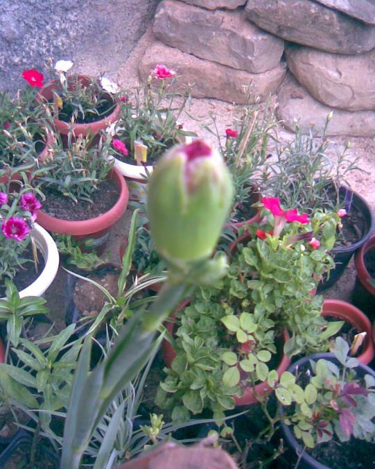 Name:  karanfil tomurcuk.jpg
Views: 721
Size:  75.7 KB
