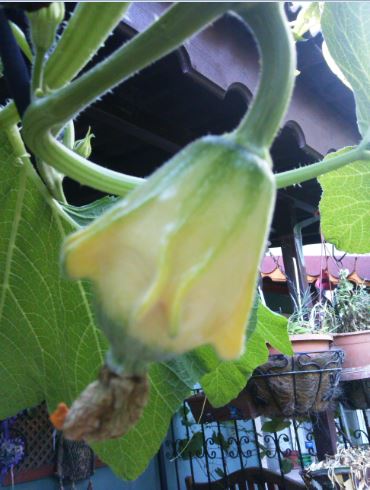 Name:  ss4.JPG
Views: 361
Size:  42.9 KB