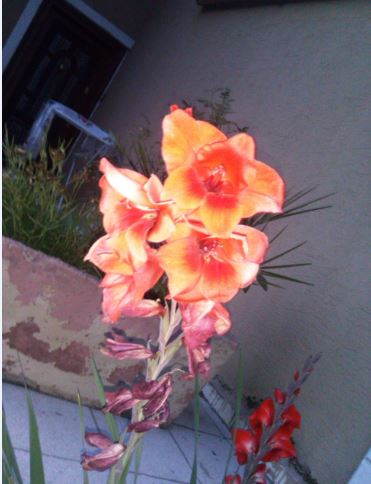 Name:  gla.JPG
Views: 367
Size:  35.8 KB