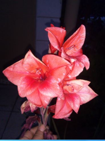 Name:  gla2.JPG
Views: 379
Size:  30.2 KB