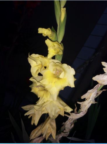 Name:  gla3.JPG
Views: 350
Size:  27.6 KB
