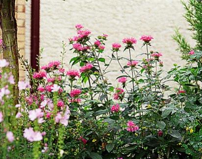 Name:  bergamot-monarda_didyma_marshalls1.jpg
Views: 2791
Size:  42.9 KB