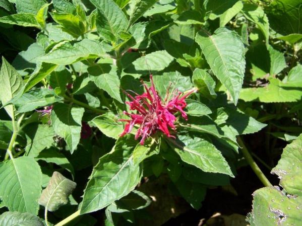Name:  bergamot-monarda didyma marshalls4.jpg
Views: 2455
Size:  59.0 KB