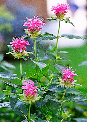 Name:  bergamot-monarda_didyma_marshalls2-bergamot pembe.jpg
Views: 3427
Size:  50.4 KB