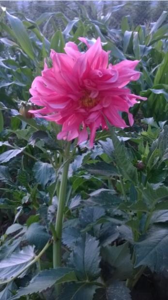 Name:  dahlia 25.7.2015.jpg
Views: 764
Size:  37.6 KB