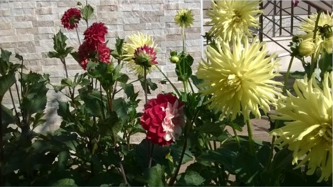 Name:  dahlia 2-25.7.2015.jpg
Views: 986
Size:  55.9 KB