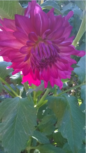 Name:  dahlia 3-25.7.2015.jpg
Views: 921
Size:  66.8 KB