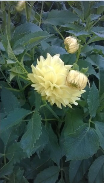 Name:  dahlia dz sar-25.7.2015.jpg
Views: 971
Size:  67.4 KB