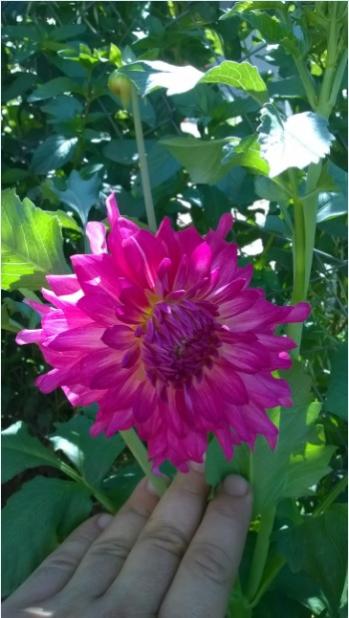 Name:  dahlia4-25.7.2015.jpg
Views: 751
Size:  36.7 KB