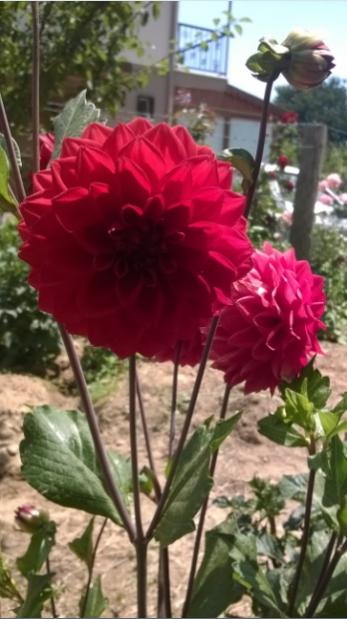 Name:  dahlia5-25.7.2015.jpg
Views: 781
Size:  38.7 KB