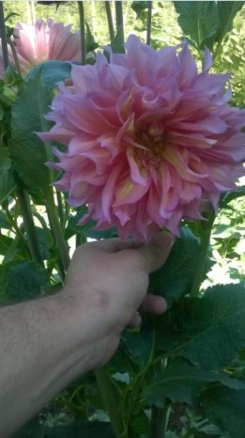 Name:  dahlia gl kurusu -kocakafa-25.7.2015.jpg
Views: 767
Size:  30.4 KB