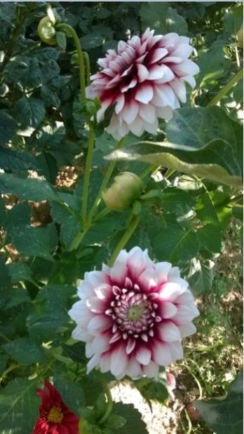Name:  dahlia krmz-beyaz-25.7.2015.jpg
Views: 792
Size:  42.6 KB