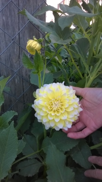 Name:  dahlia sar-beyaz-25.7.2015.jpg
Views: 759
Size:  67.1 KB