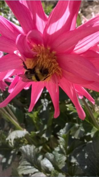 Name:  bombus ars 25.7.2015.jpg
Views: 851
Size:  31.8 KB