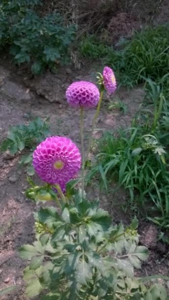 Name:  dahliakomu-25.7.2015.jpg
Views: 843
Size:  40.2 KB