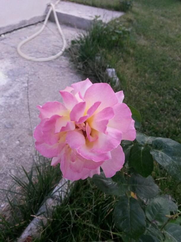 Name:  20150730_193056_resized.jpg
Views: 710
Size:  57.9 KB