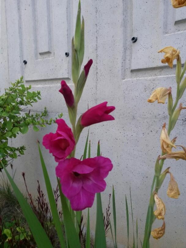 Name:  20150730_193026_resized.jpg
Views: 693
Size:  66.2 KB