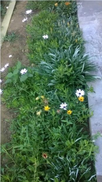 Name:  bodrum papatyas - gazania - 31.7.2015.jpg
Views: 718
Size:  45.7 KB