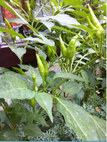 Name:  bibe2.JPG
Views: 336
Size:  54.6 KB