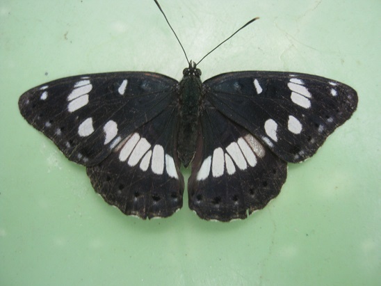 Name:  kelebek.jpg
Views: 743
Size:  63.3 KB