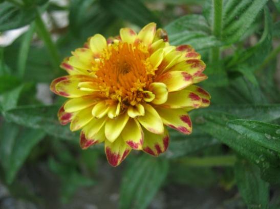 Name:  zinnia.jpg
Views: 697
Size:  27.1 KB
