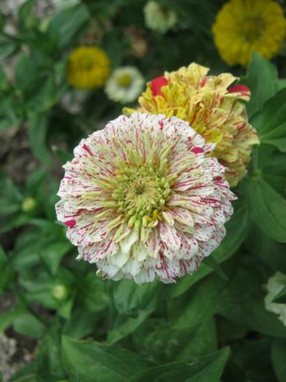 Name:  zinnia1.jpg
Views: 710
Size:  32.9 KB