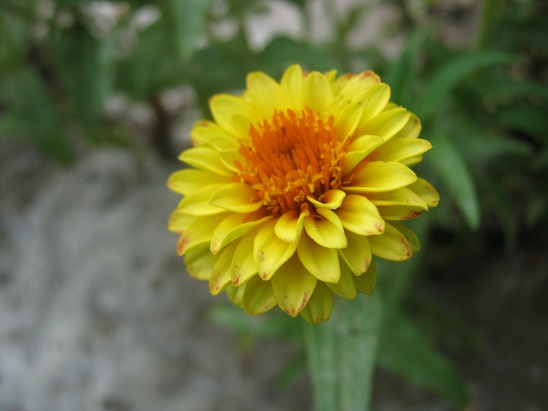 Name:  zinnia2.jpg
Views: 689
Size:  58.3 KB