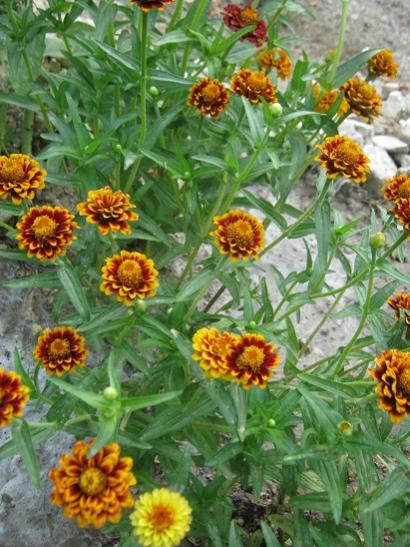 Name:  zinnialar.jpg
Views: 707
Size:  54.1 KB