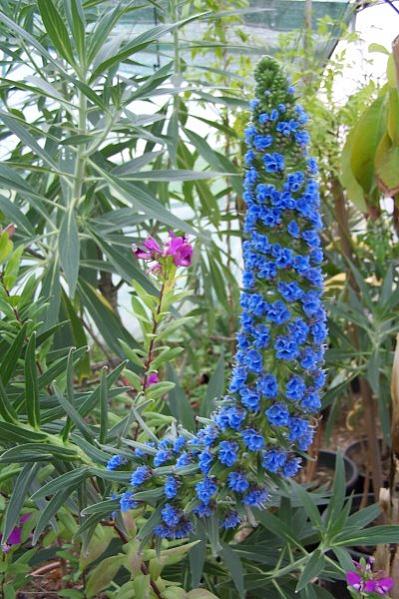 Name:  echia fastuosum.jpg
Views: 1516
Size:  60.2 KB