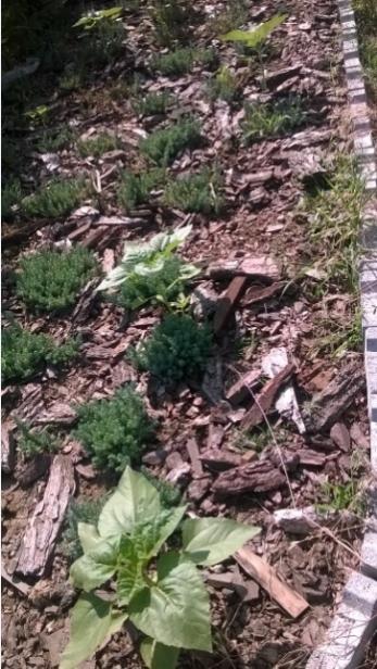 Name:  sedum - gnebakan -30.7.2015.jpg
Views: 653
Size:  58.0 KB
